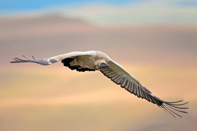 An endangered Cape vulture (Gyps coprotheres) in flight, South Africa